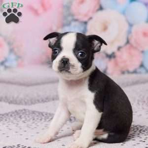 Bob, Boston Terrier Puppy